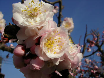 080311u3.JPG