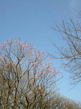 080311s1.JPG