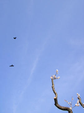 080311s5.JPG