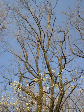 080311s6.JPG