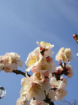 080311s8.JPG