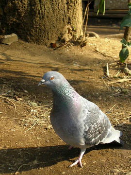 080311t1.JPG
