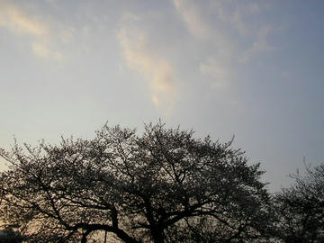 080326s3.JPG