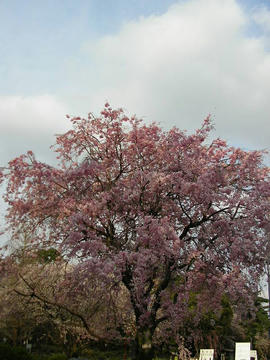 080404s5.JPG