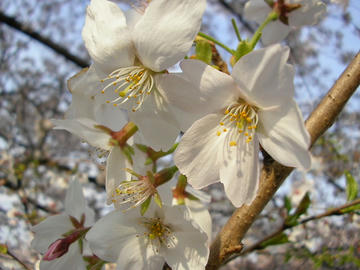 080404s7.JPG