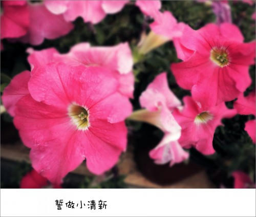 hana1