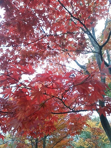 20101113.002.jpg