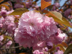 sakura-1.jpg