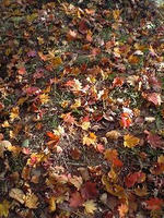 地面の紅葉