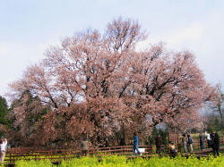 一心行の桜全景