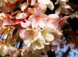 一心行の桜close-up 