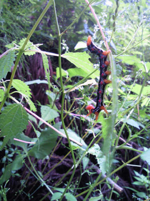 20100902-06.JPG