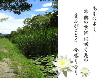 睡蓮