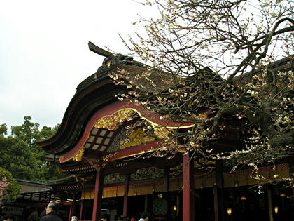 白梅