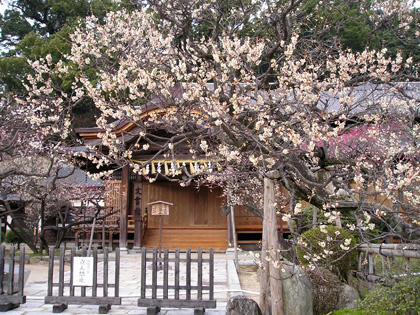 梅だより