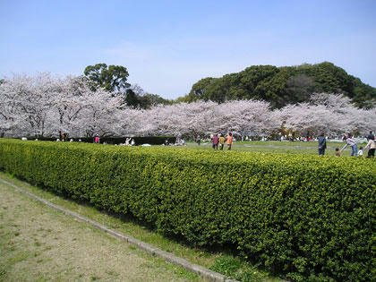 都府楼の桜