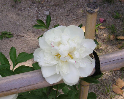 牡丹の花