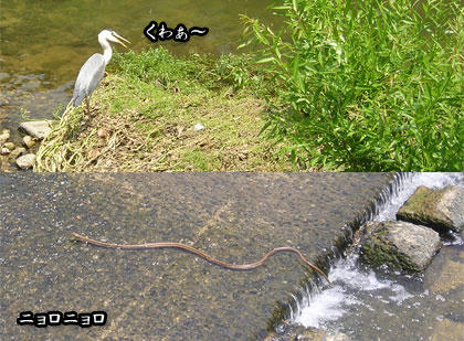 御笠川の生き物