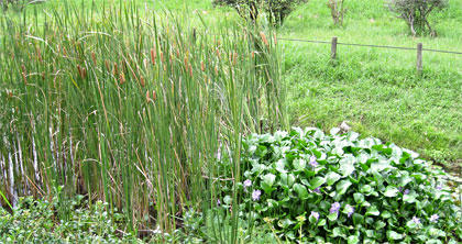 ガマの穂と水草