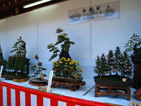 菊花展