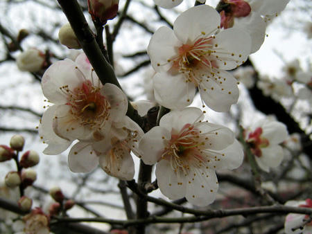 太宰府の梅の開花情報
