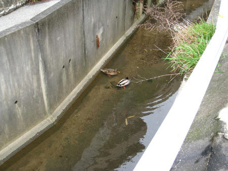 小川のカモ