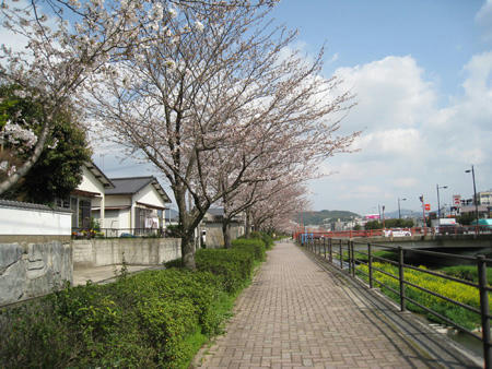 桜の開花