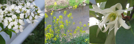 川岸の春の花
