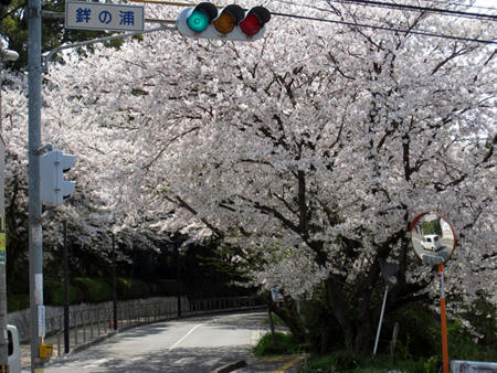 桜満開