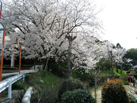桜