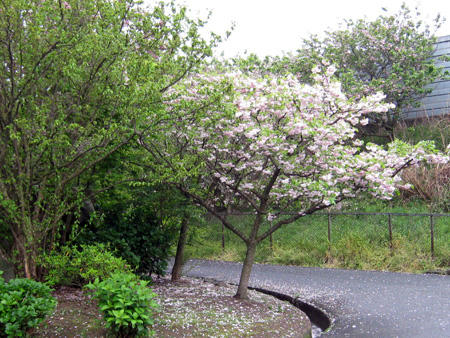 八重桜