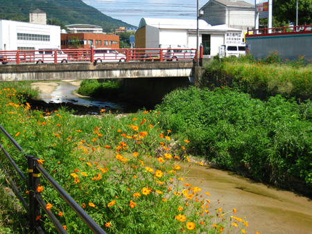 黄花コスモス