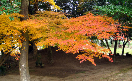 観世音寺の紅葉