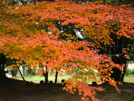 観世音寺の紅葉