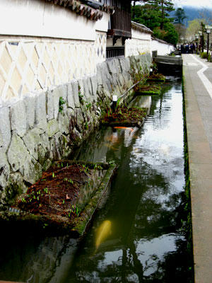 津和野の水路の鯉
