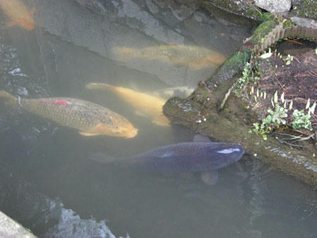 津和野の水路の鯉