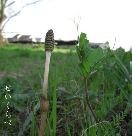 3月の土筆