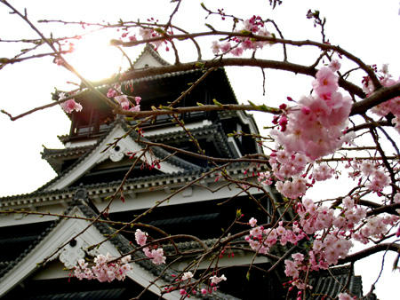 熊本城と八重桜？