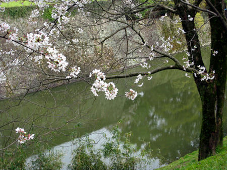 お堀の桜
