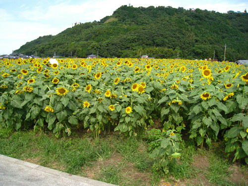 杷木町の向日葵畑