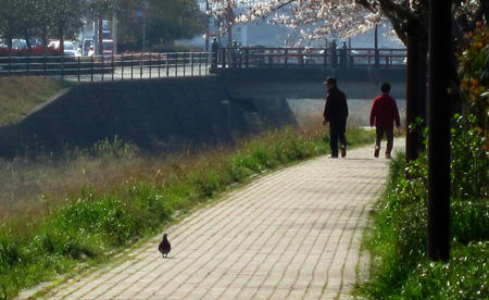 鳩のさんぽ