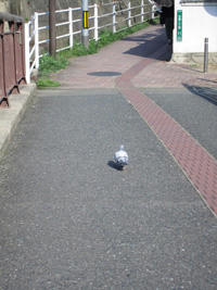 鳩