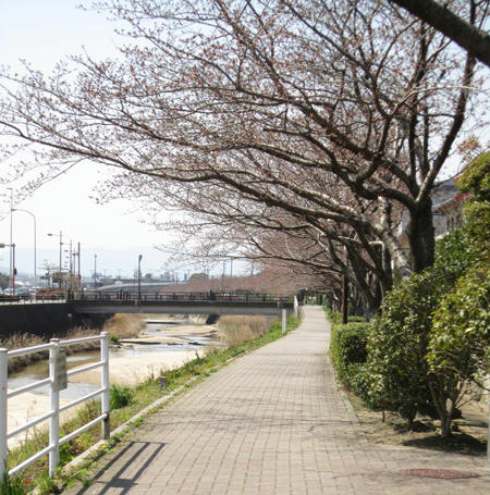 sakurataisen.jpg