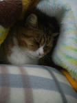 IMGP0828.JPG
