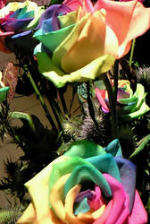 rainbowrose.jpg