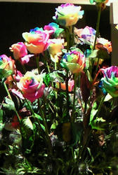 rainbowrose_zentai.jpg