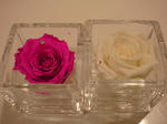 20090516180940.jpg