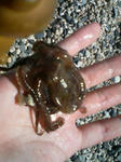 tako