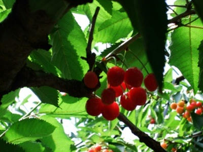 DSCF0049.JPG