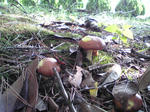 SH340016.JPG